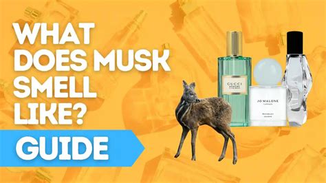 what is musk smell